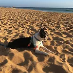 Lejlighed C Dreams - Comfortable And Luminous Albufeira