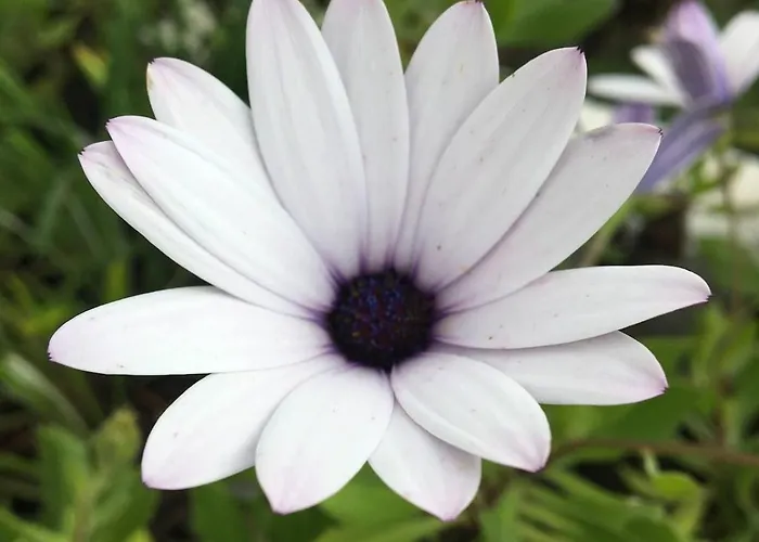 C Dreams - Comfortable And Luminous