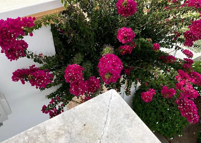 C Dreams - Comfortable And Luminous